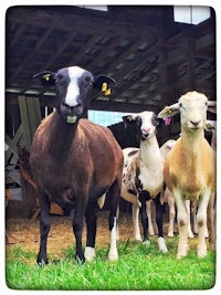 a group of sheep standing in a barn