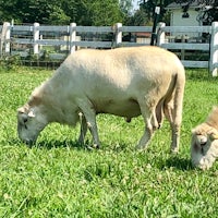 two white cows grazing in a field